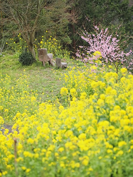 徳島県三好市にある小歩危展望台の春の風景