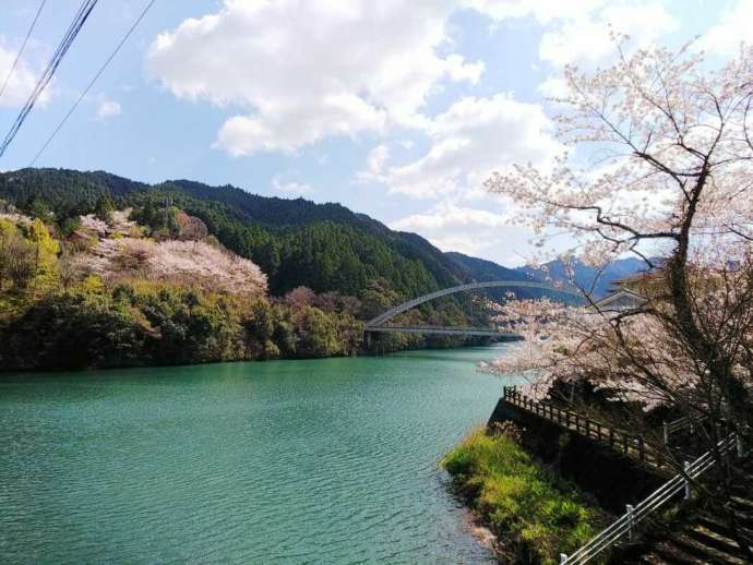 春に川口ダム湖周辺に桜が咲く様子