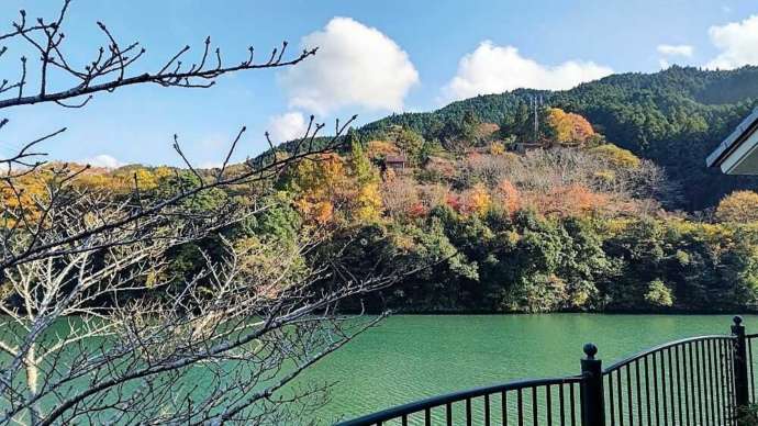 秋に川口ダム湖周辺の紅葉が色づく様子