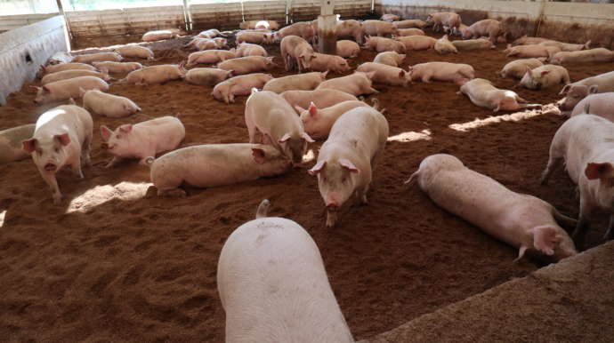 モンヴェール農山の敷地内にある広々とした養豚場の様子