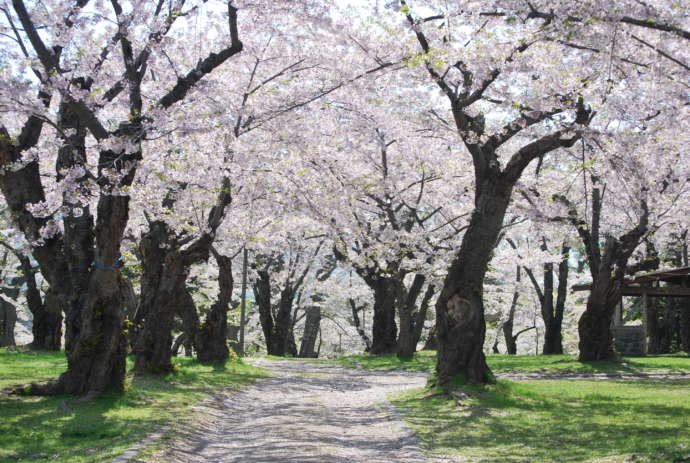森町にある青葉ヶ丘公園に咲く満開の桜