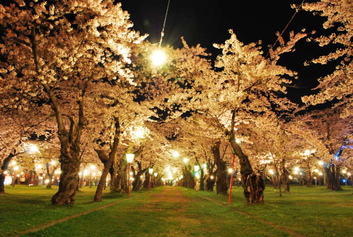 青葉ヶ丘公園の桜がライトアップされている