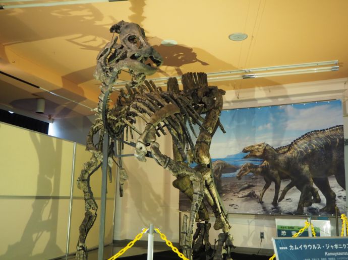 むかわ町で発掘されたカムイサウルスの全身骨格
