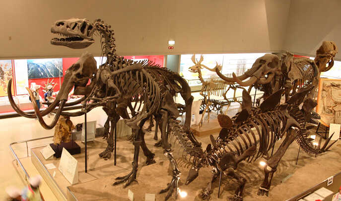 大阪市立自然史博物館のアロサウルス