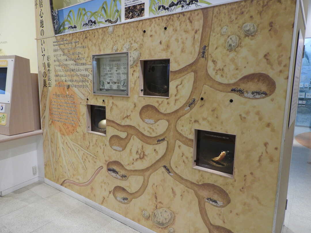 大阪市立自然史博物館の展示室にあるアリの巣