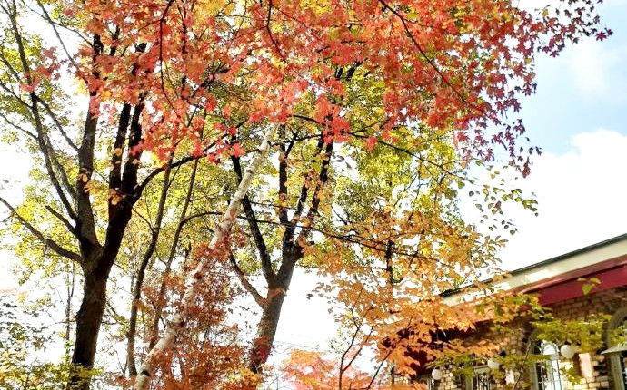 長野県安曇野市にある安曇野ジャンセン美術館が紅葉に包まれる様子