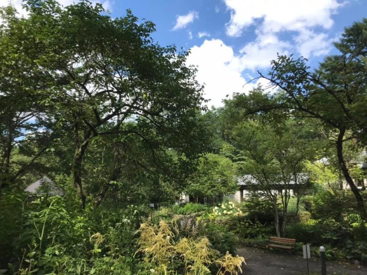 軽井沢絵本の森美術館の梅雨明け時期の庭園