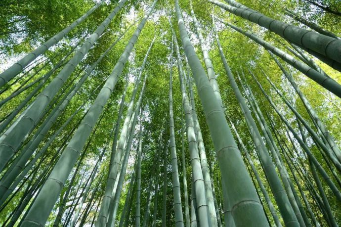 まっすぐ上に伸びる竹林の竹の写真