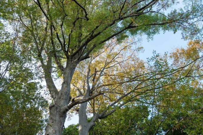 離れずの木と呼ばれる楡の木の葉や枝の写真
