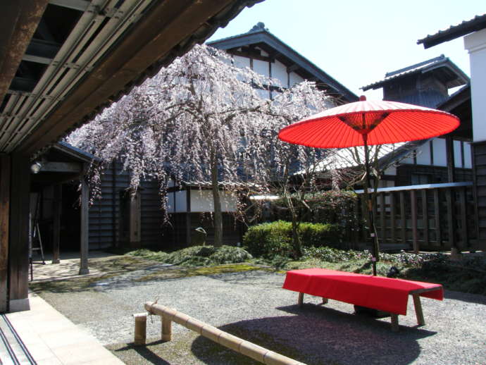 「豪商 稲葉本家」の庭で開花した枝垂れ桜（しだれざくら）