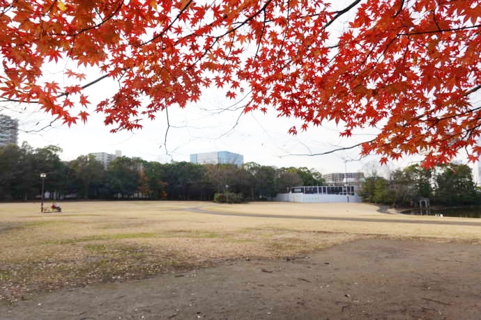 多摩中央公園の芝生広場と紅葉