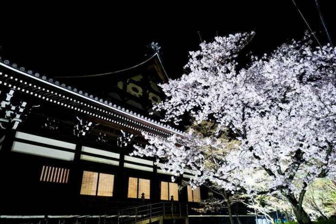 夜の妙顕寺本堂と桜