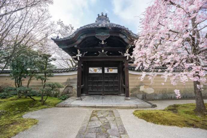 妙顕寺にある勅使門と桜