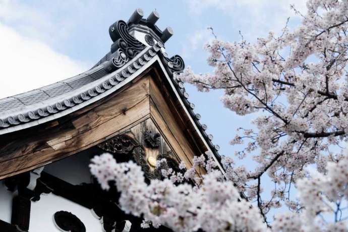 妙顕寺本堂と桜