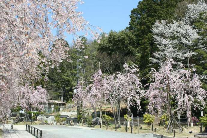 妙満寺の桜並木