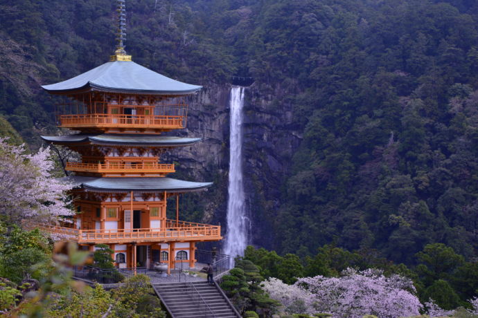 和歌山県那智勝浦町にある那智の滝と三重塔と桜