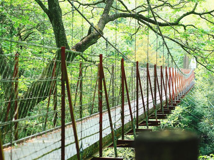 長泉町の駿河平自然公園にある吊橋