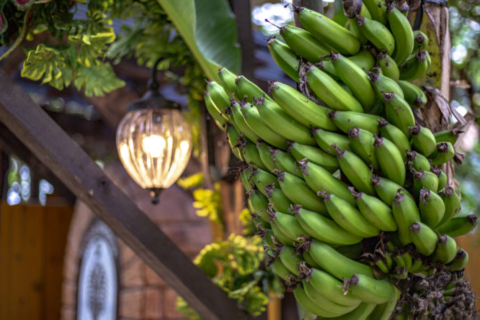 名護市の「OKINAWAフルーツらんど」にあるバナナの木