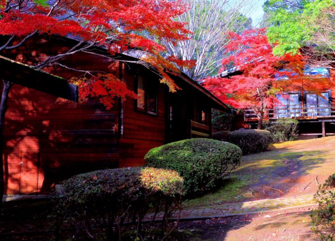 リソルの森のテラスハウスを彩る紅葉