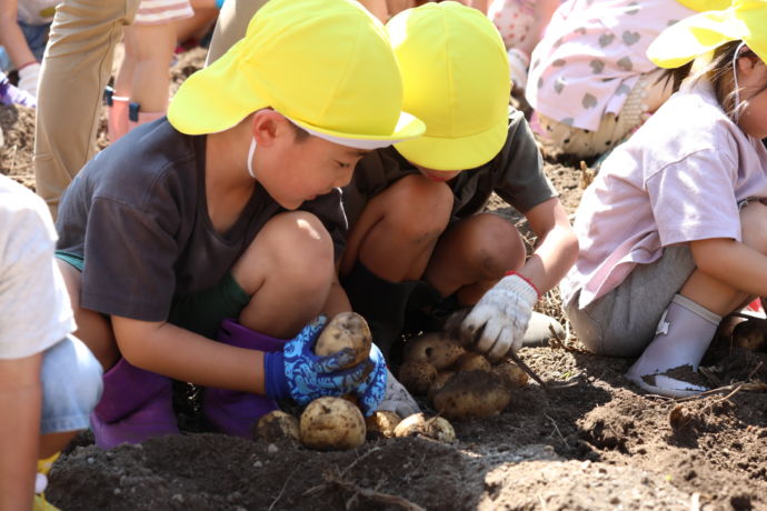 中富良野町の認定子ども園の芋掘り体験