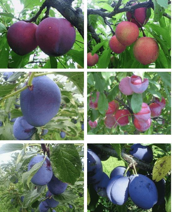 収穫できる果物の品種