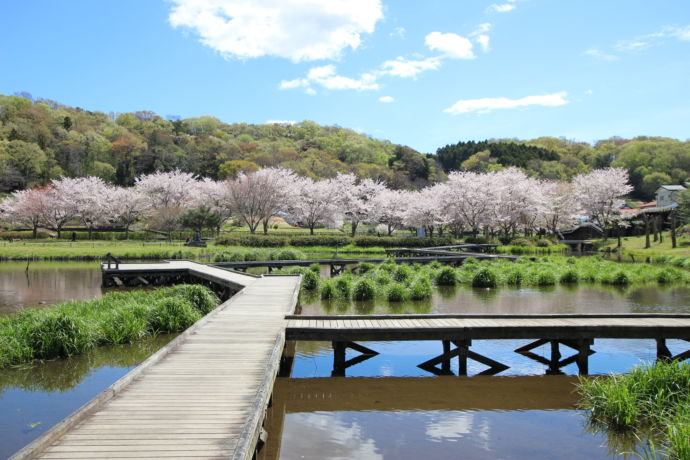 神奈川県中井町の厳島湿生公園で楽しめる桜並木