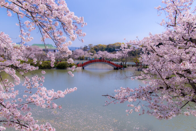 中間市の垣生公園を彩る桜