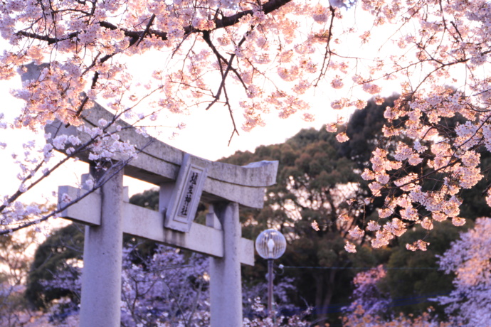 桜の季節の埴生神社