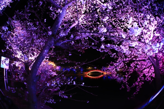 垣生公園の桜ライトアップイベントの様子