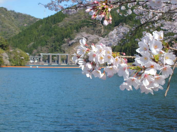 那賀町の川口ダム湖畔の桜
