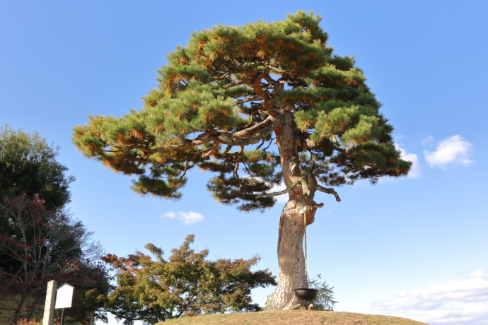 山形県中山町にある鍋掛松