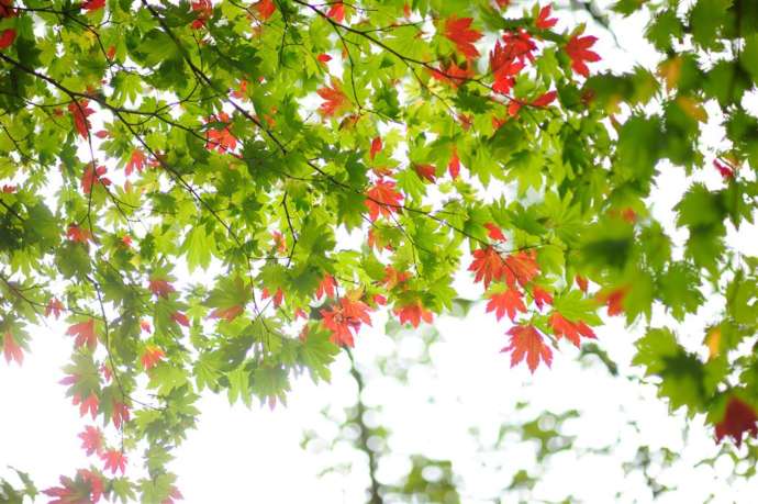滑川温泉 福島屋周辺で見られる紅葉の様子
