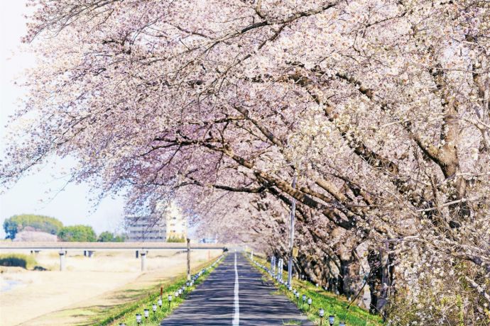 福島県浪江町請戸川リバーラインの桜