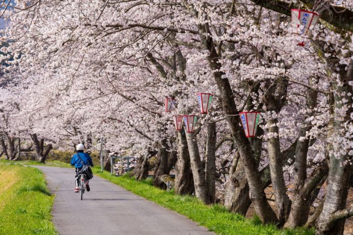 通学路の桜並木