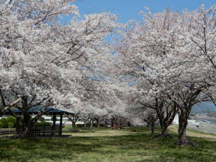 南部町に咲く富士川沿いの桜の木