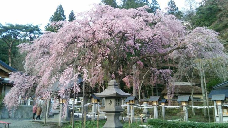 福島県白河市にある南湖神社が建つ南湖公園の桜の木