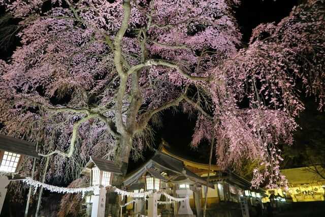 南湖神社がある南湖公園内の桜・楽翁桜がライトアップされている様子