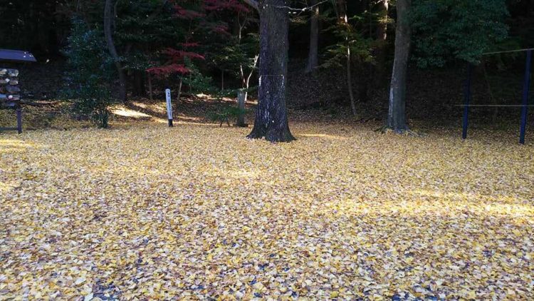 落ち葉が敷き詰められた南湖神社の風景