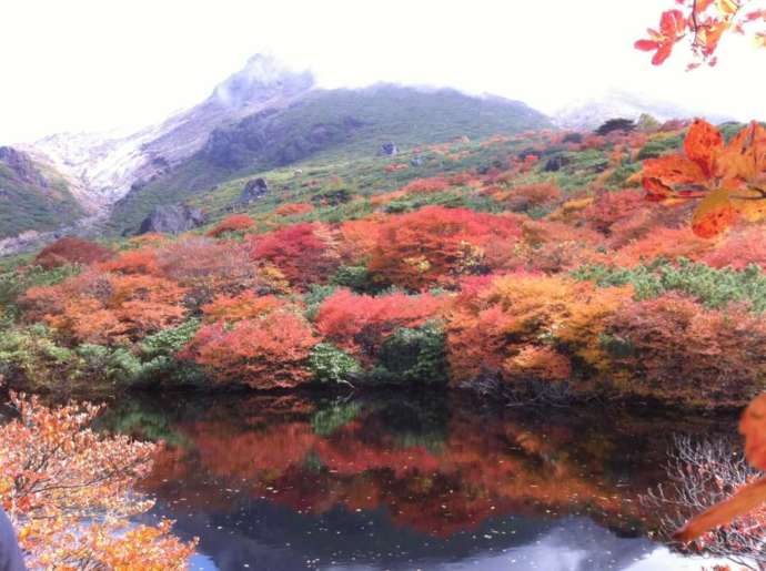 栃木県那須郡那須町にある「那須ロープウェイ」の近くにある紅葉した木々