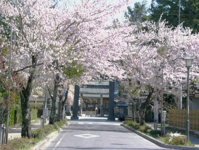 乃木神社の春の風景