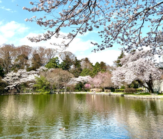 乃木神社の静沼の春の様子