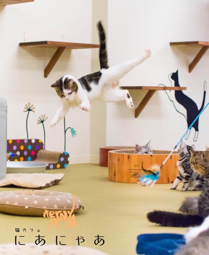 大阪府大阪市の「猫カフェにあにゃあ」にいる猫がジャンプしている様子
