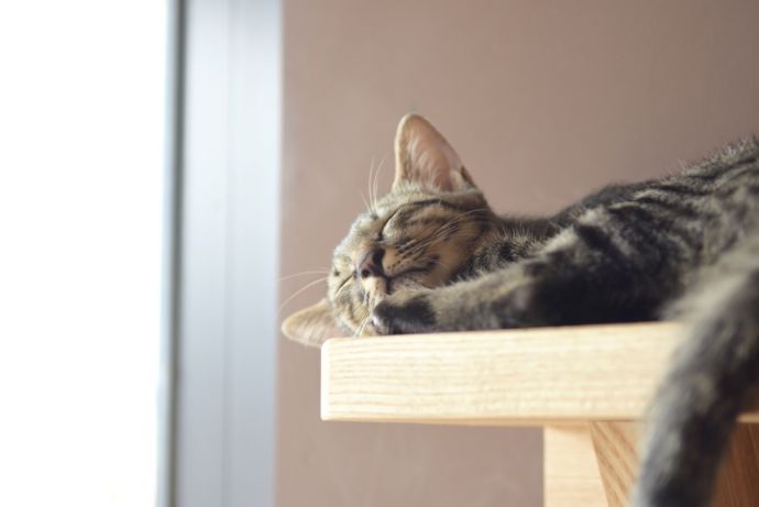 「保護猫カフェ285（にやご）」の室内で昼寝をしている猫
