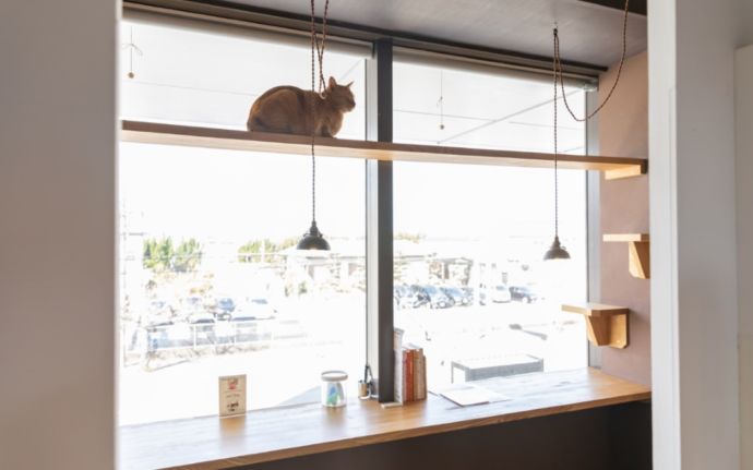 「保護猫カフェ285（にやご）」の窓際でくつろぐ猫