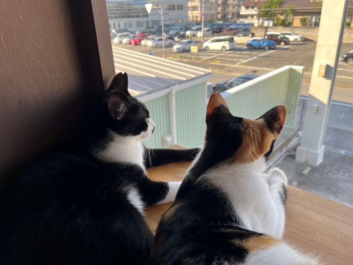 「保護猫カフェ285（にやご）」の窓際でくつろぐ猫たち