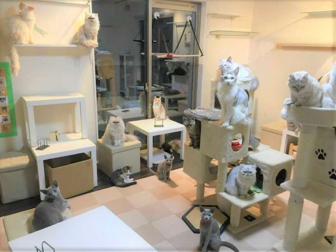 新美さん自ら設計・施工した猫カフェのスペース
