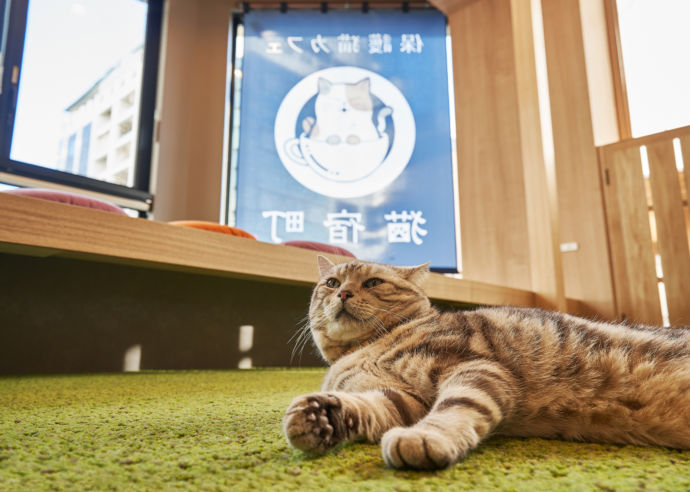 静岡県静岡市にある「保護猫カフェ 猫宿町」で寝そべる猫を寄りで眺める