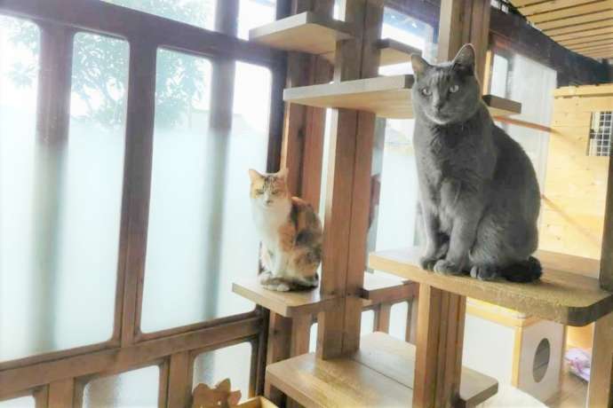 猫タワーでくつろぐ猫たち