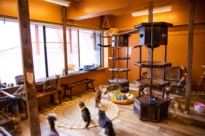 アジアンテイストで統一された猫カフェぐるぐる堂の店内の様子
