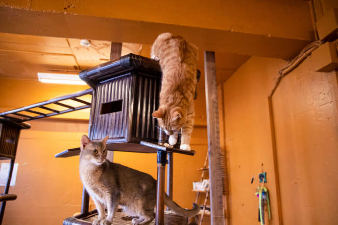 猫カフェぐるぐる堂のキャットタワーと猫